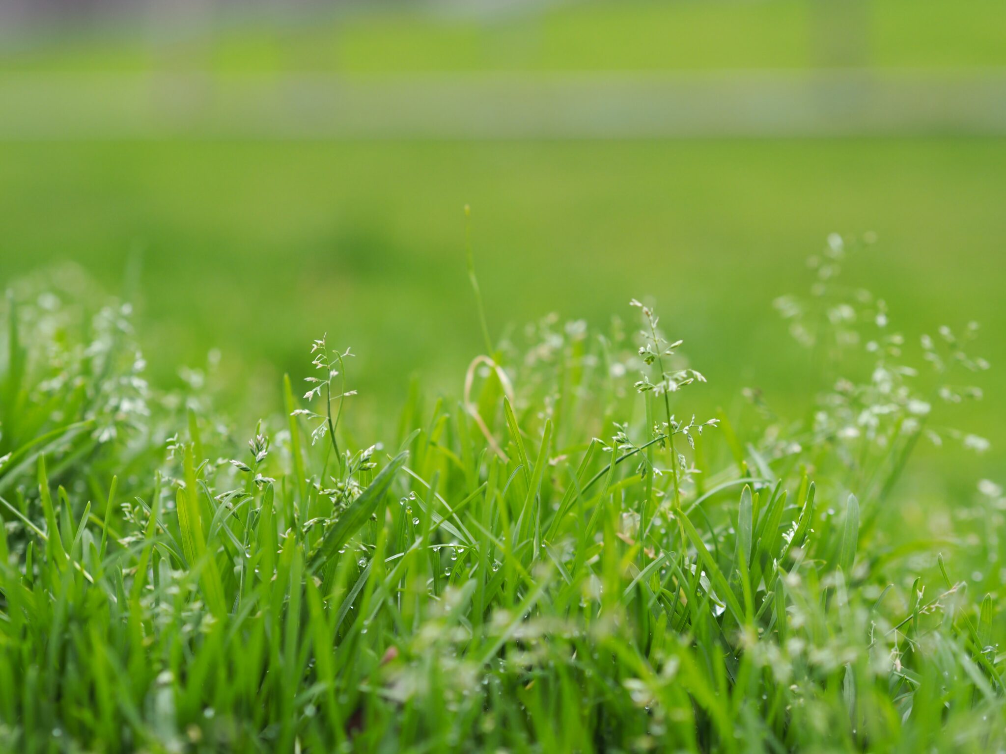 How Cold Is Too Cold to Plant Grass Seed?