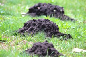 Worst Lawn Pests in Columbus