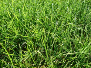 Help! My Lawn is Nothing But Weeds: What Can I Do?