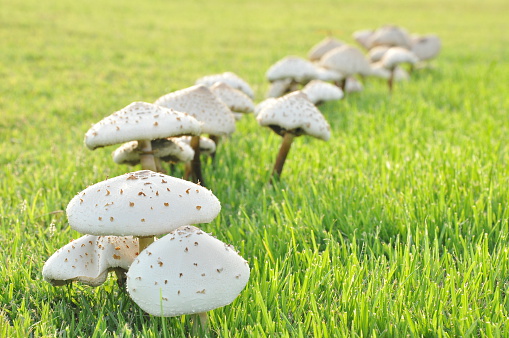 How to Get Rid of Mushrooms in Yard Once 